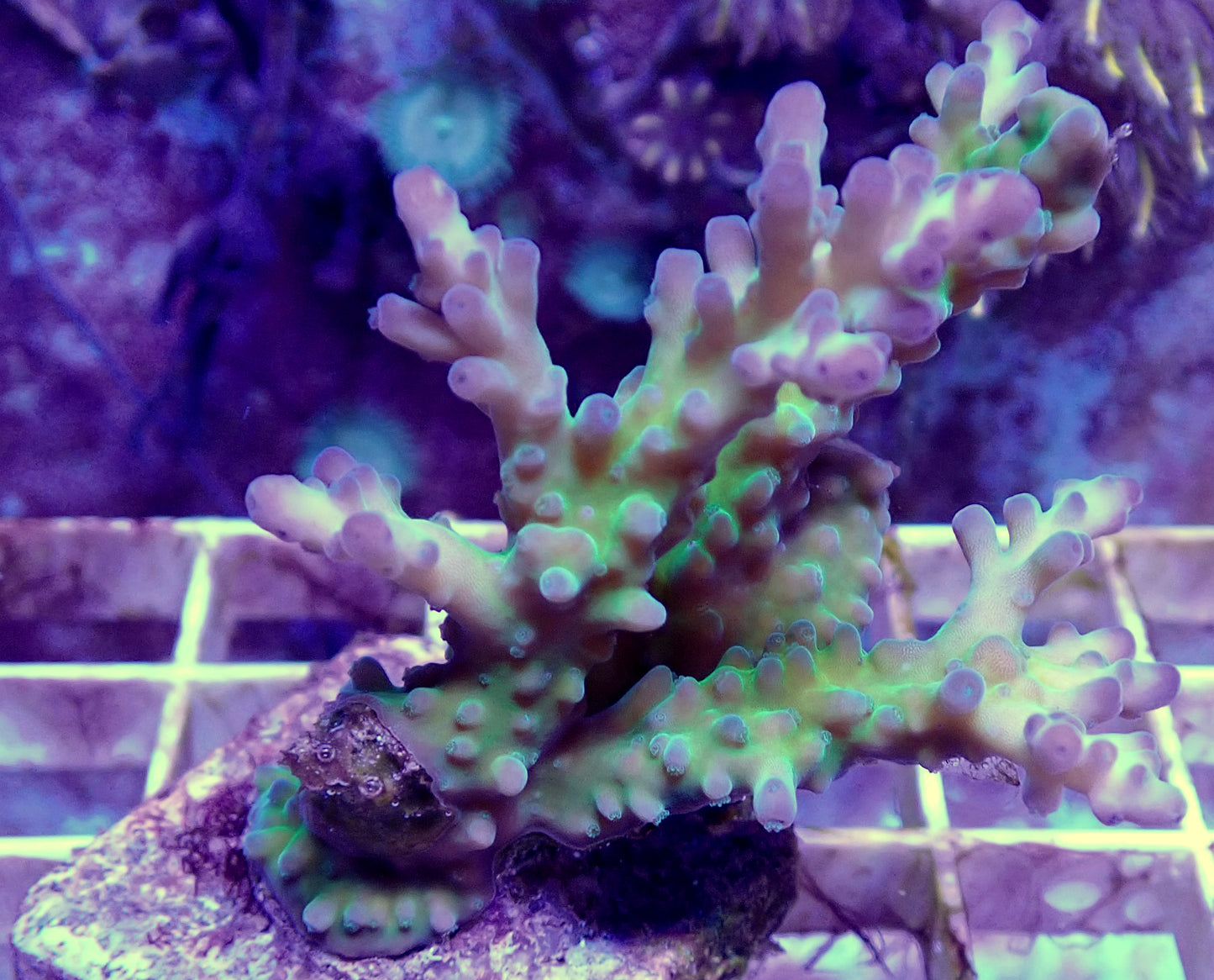 Minicolonia de Acropora de Medicine Man WYSIWYG