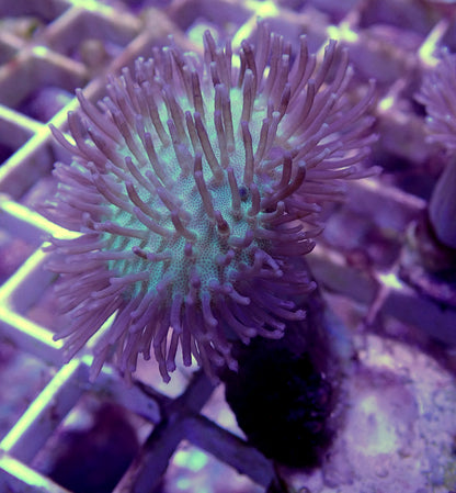 Sarcophyton Toadstool