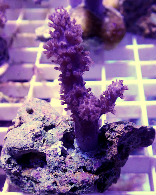 WYSIWYG-Small Sinularia soft coral- Branching