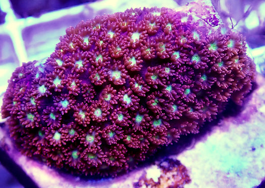 WYSIWYG-Phoenix Rising Gonipora sp.