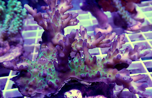 WYSIWYG-Medicine Man Acropora mini colony #1