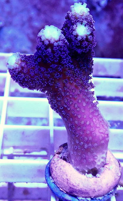 WYSIWYG-Purple Stylophora pistallata - WorldofReefs.com