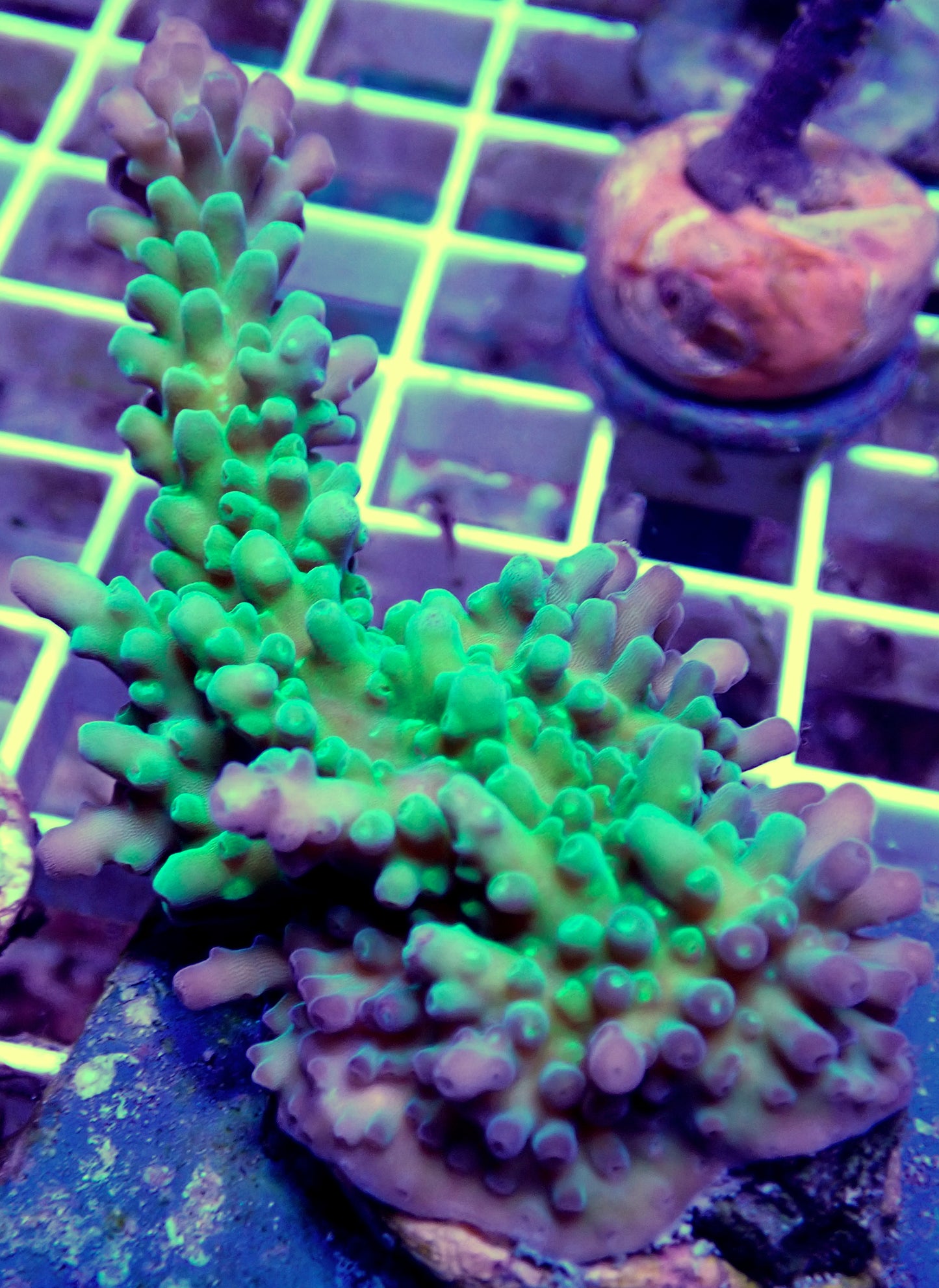 WYSIWYG-Acropora verde florida