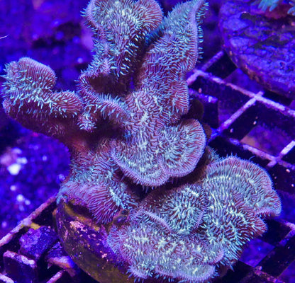 Pearlescent Teal Pavona WorldofReefs.com