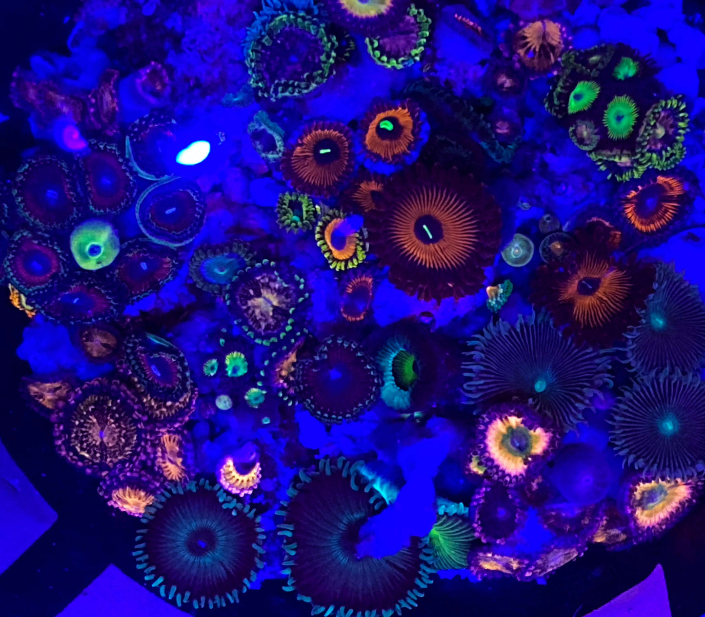 Premium Assorted Zoanthids WorldofReefs.com