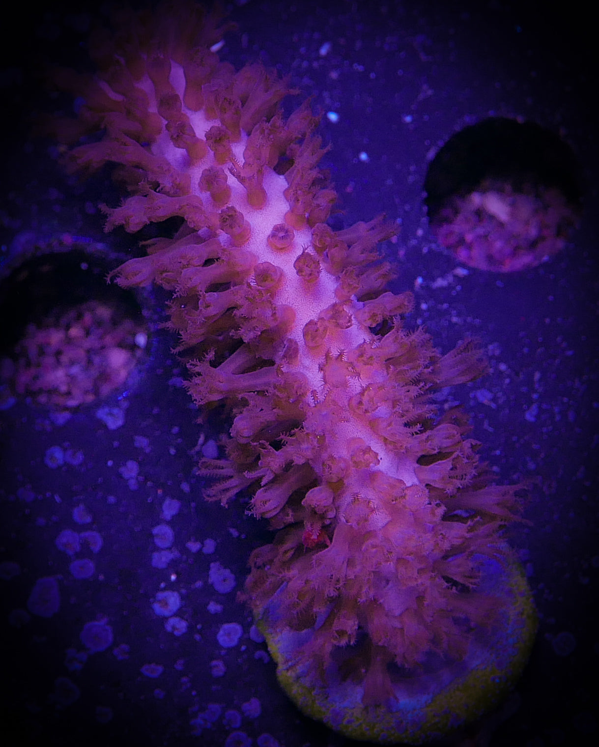 Purple Gorgonian (Photosynthetic) WorldofReefs.com