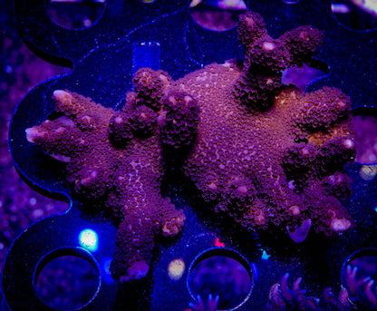 Purple Montipora Digitata WorldofReefs.com