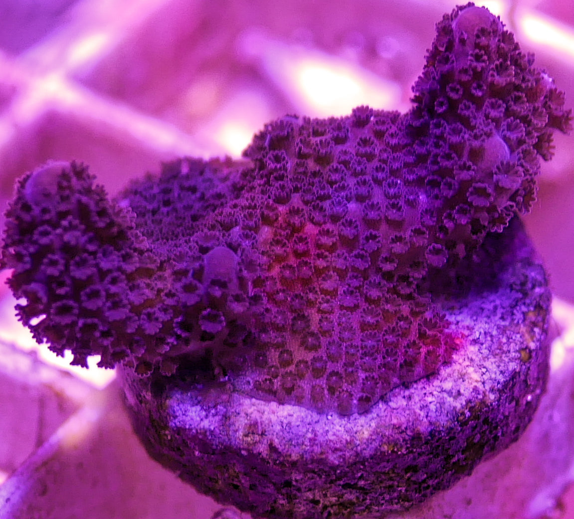 Coral fragment growing on a plug