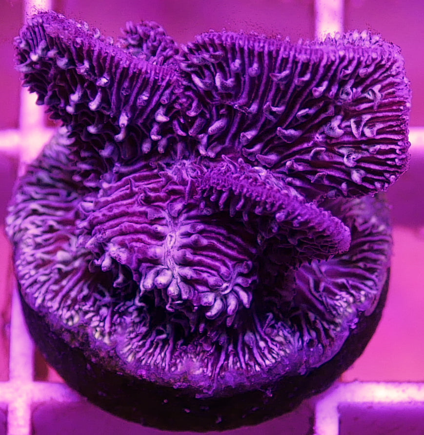 A purple crystalline structure