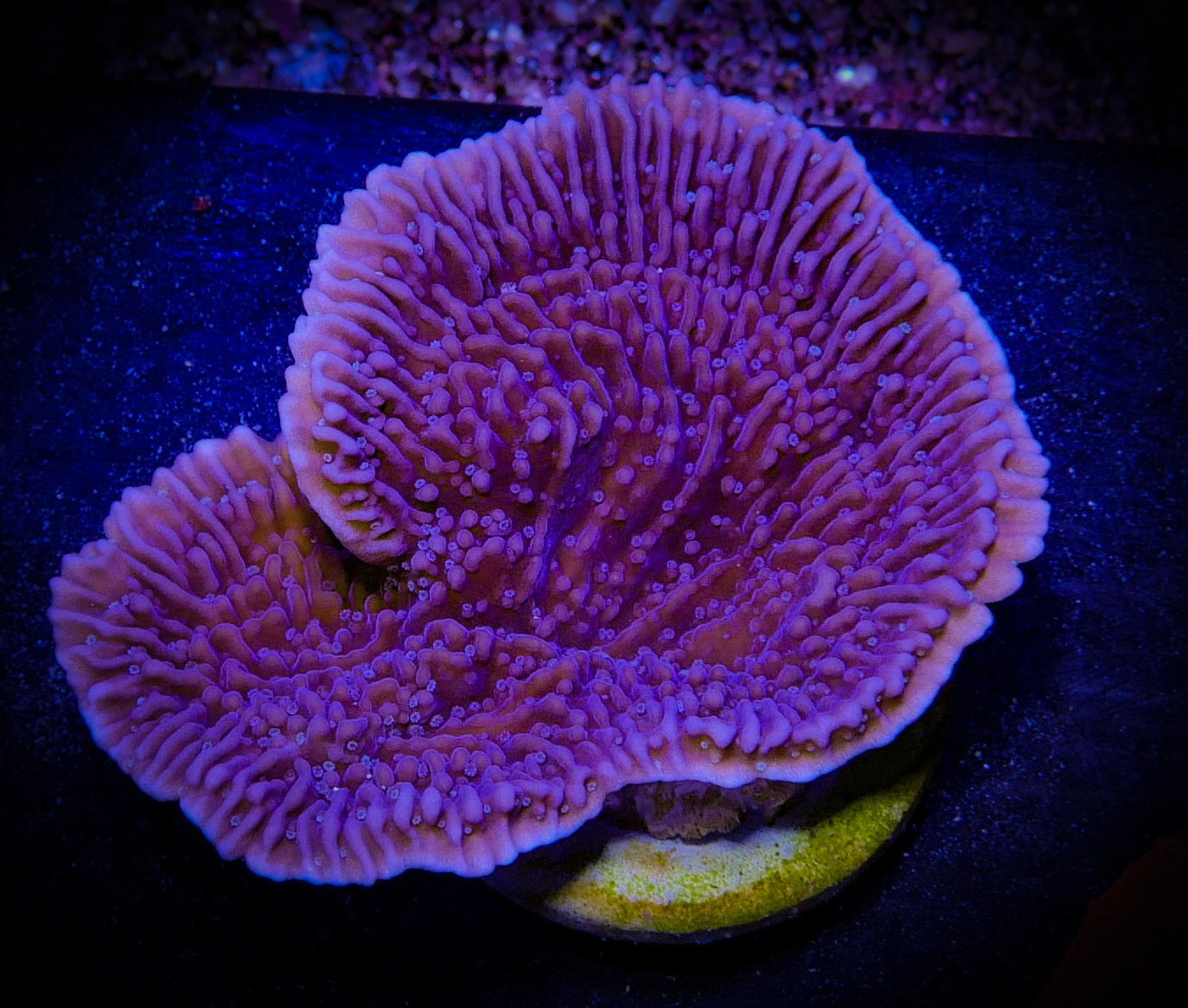 Purple Plating Montipora WorldofReefs.com