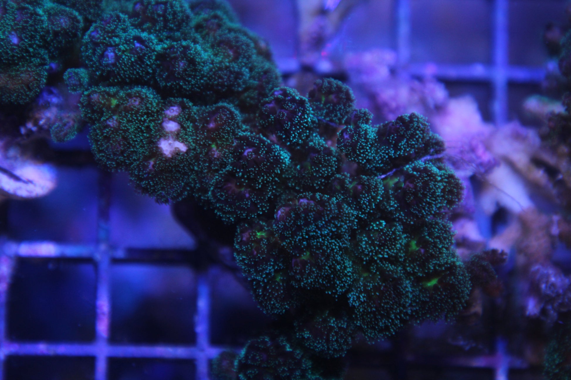 Purple Tipped Pocillopora Acuta WorldofReefs.com