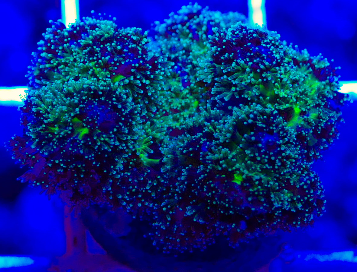 Purple Tipped Pocillopora Acuta WorldofReefs.com