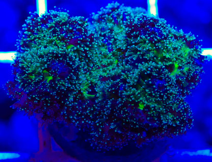 Purple Tipped Pocillopora Acuta WorldofReefs.com