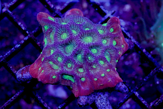 Ring of Fire War Coral Favites WorldofReefs.com