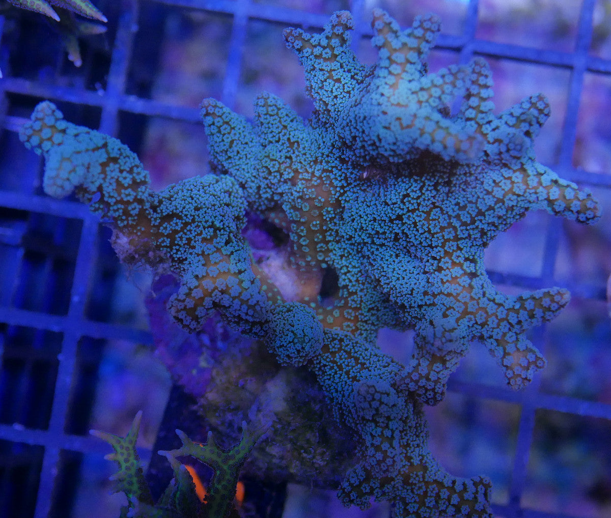 Stylophora pistalatta- Multiple Variants/colors! WorldofReefs.com