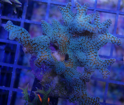 Stylophora pistalatta- Multiple Variants/colors! WorldofReefs.com
