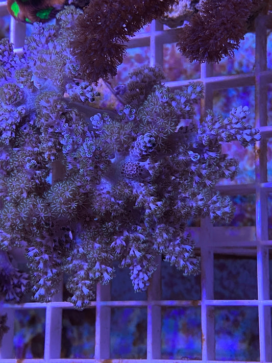 Soft corals under blue aquarium lighting