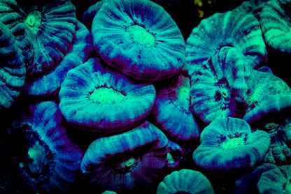 Trumpet/Candy Cane Coral- Caulastrea sp. WorldofReefs.com