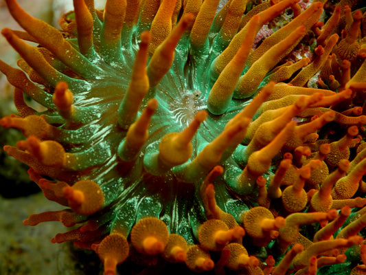 Ultra Rainbow Bubble Tip Anemone WorldofReefs.com