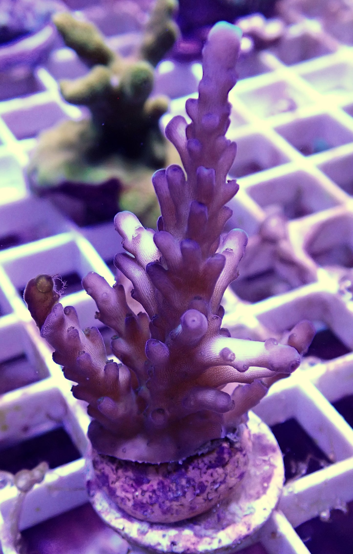 WYSIWYG- 2" Apache Chief Acropora WorldofReefs.com