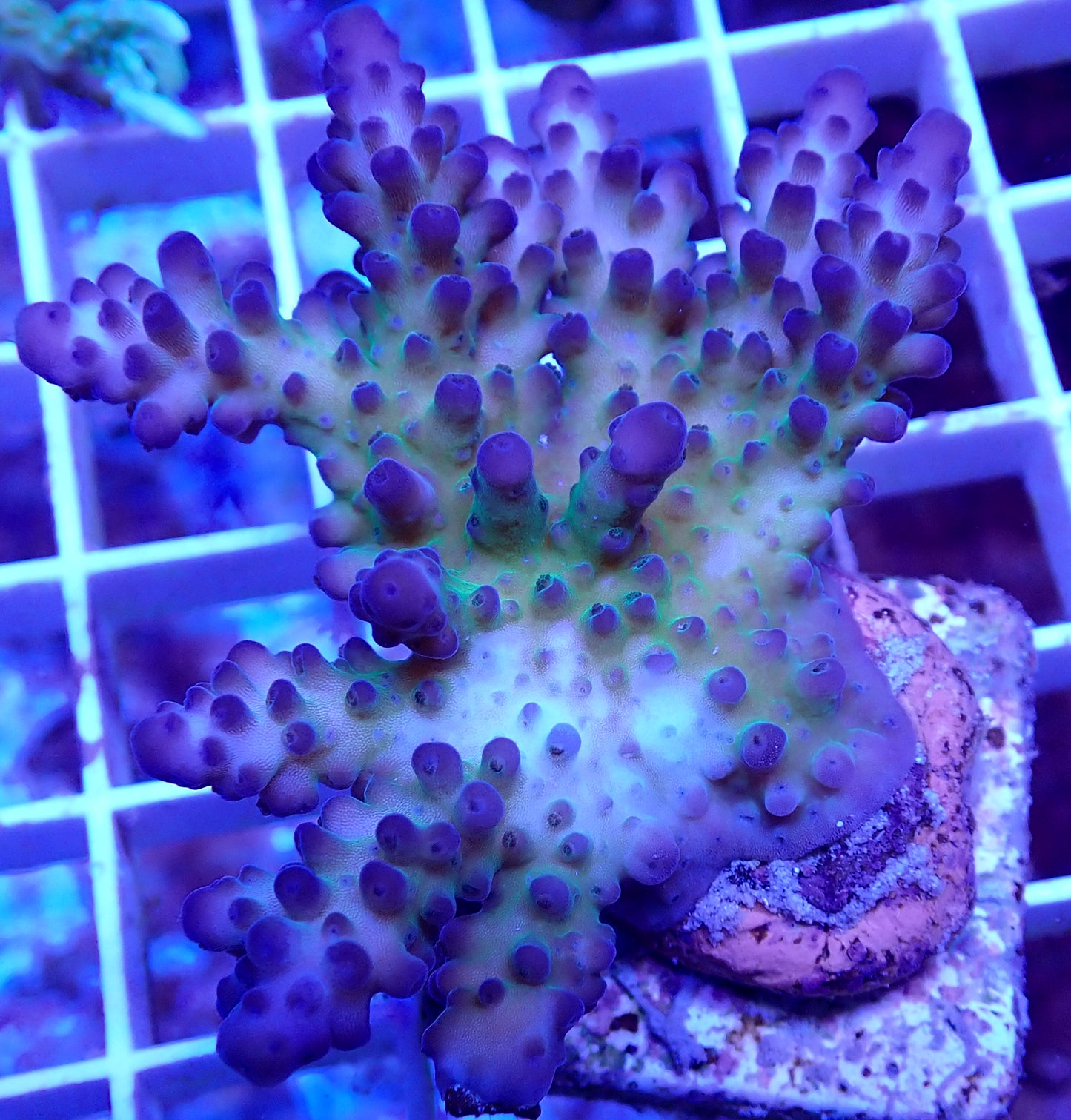 WYSIWYG Acropora Apache Chief WorldofReefs.com