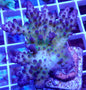 WYSIWYG Acropora Apache Chief WorldofReefs.com