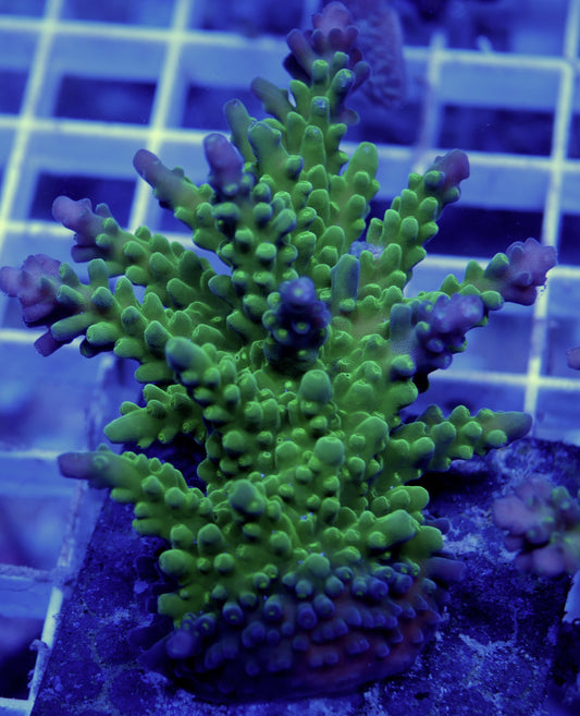 WYSIWYG Acropora florida- BIG piece! (2) WorldofReefs.com