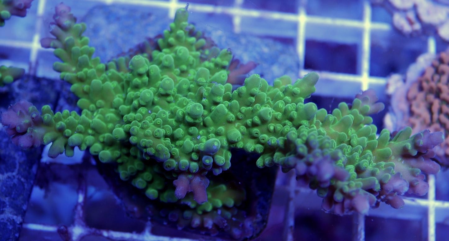 WYSIWYG Acropora florida- BIG piece! (3) WorldofReefs.com