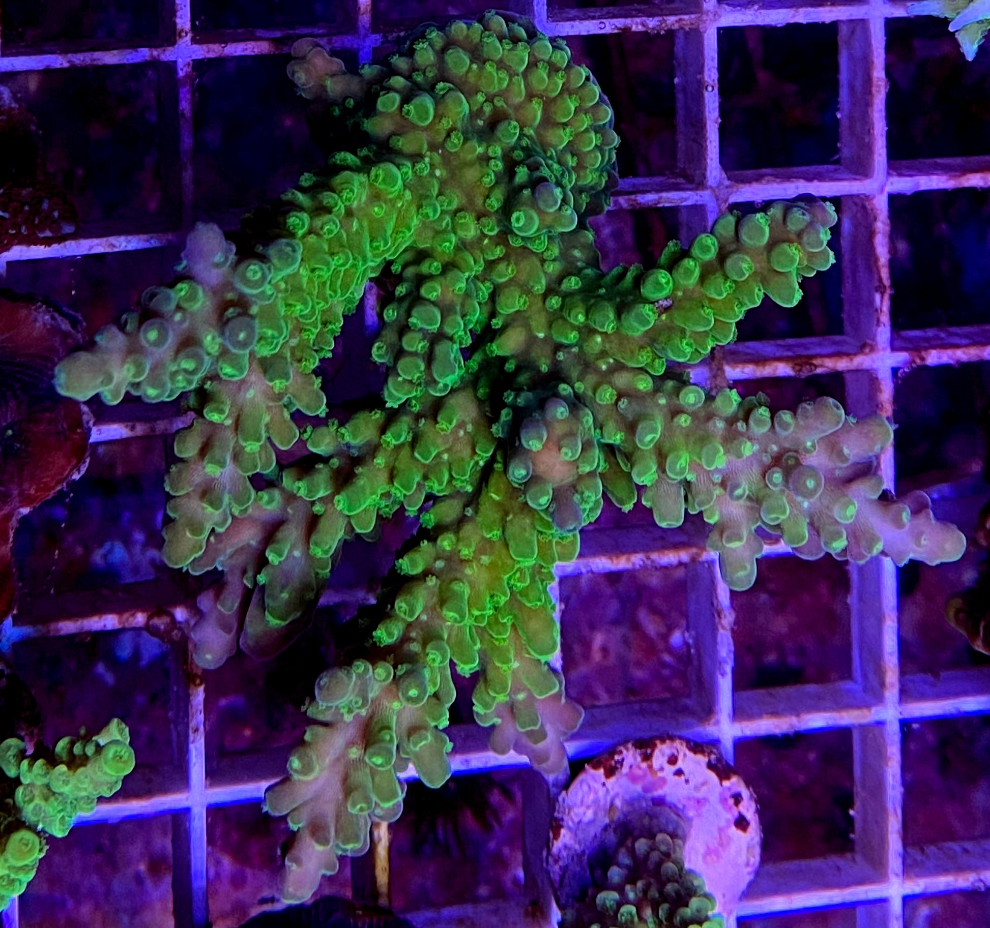 WYSIWYG Acropora florida- BIG piece! WorldofReefs.com