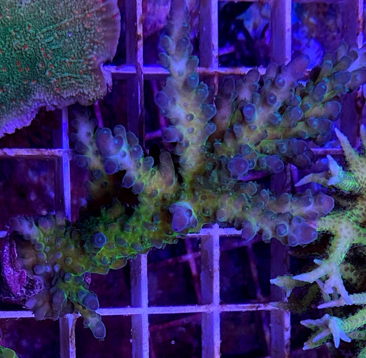 WYSIWYG Acropora sp. Demos Apache Chief WorldofReefs.com