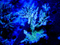 WYSIWYG Big Acropora Tortuosa (like) Demos Apache Chief WorldofReefs.com