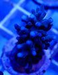 WYSIWYG Blue Acropora turaki WorldofReefs.com