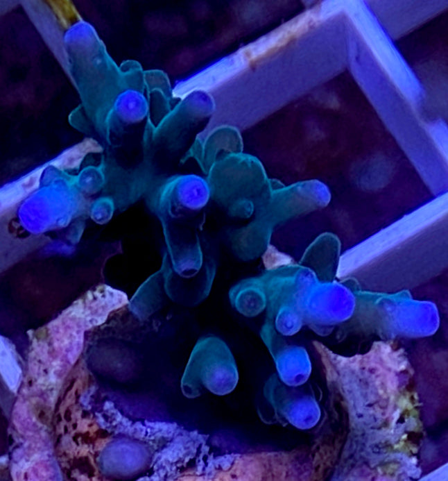 WYSIWYG Blue Acropora turaki WorldofReefs.com