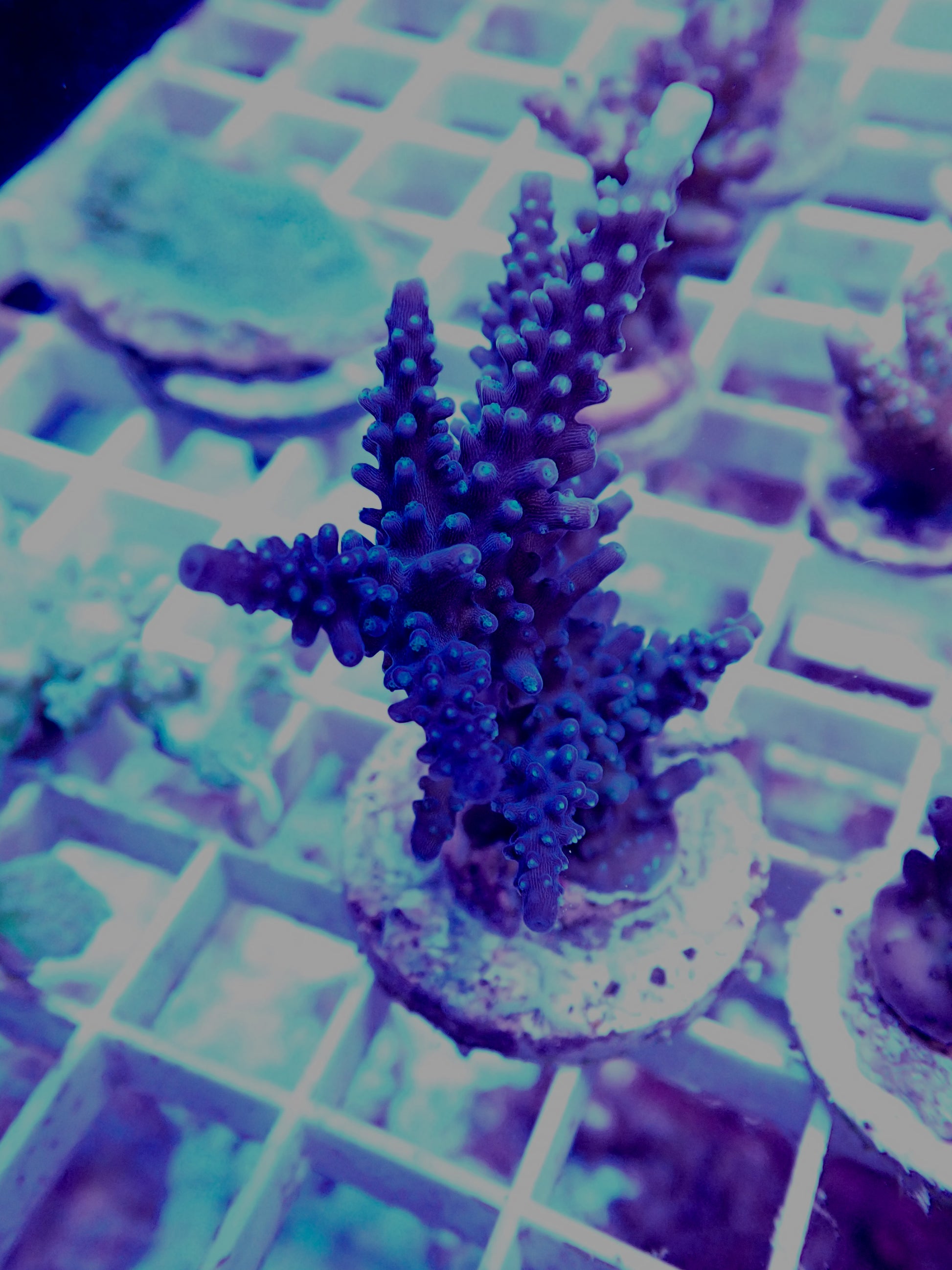 WYSIWYG Blue Staghorn Acropora WorldofReefs.com