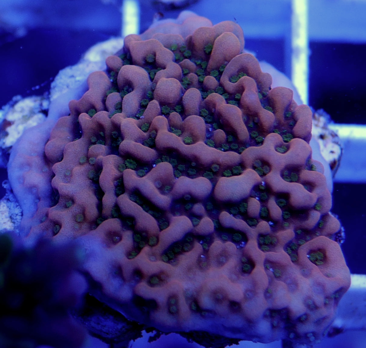 WYSIWYG. Full Plate 3 pack of plating corals WorldofReefs.com