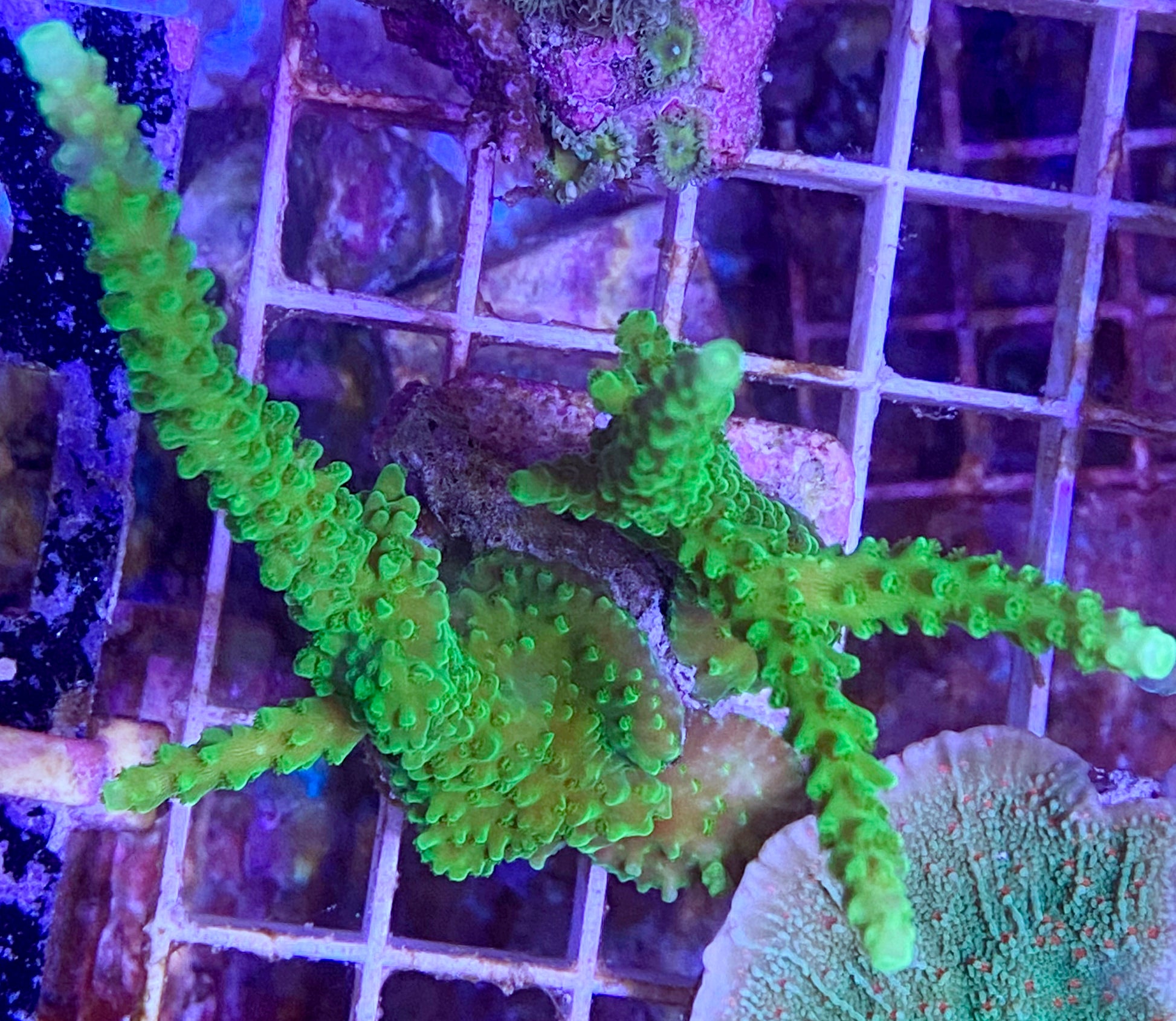 WYSIWYG Green Acropora muricata (formosa) WorldofReefs.com