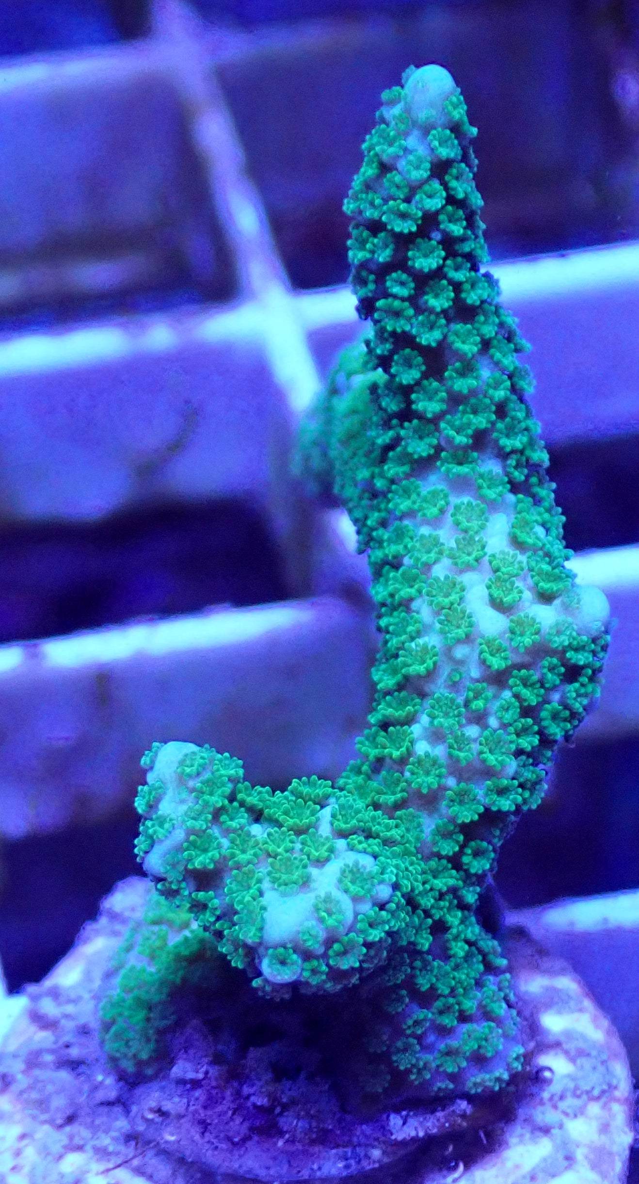 WYSIWYG Green Montipora digitata WorldofReefs.com