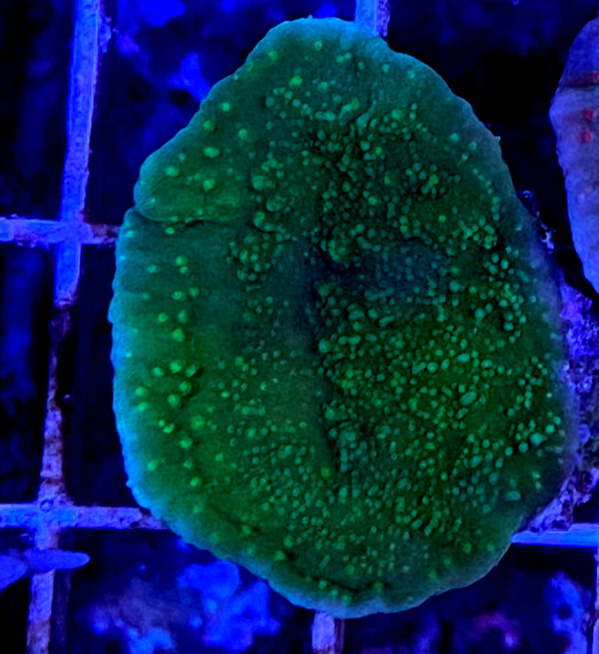 WYSIWYG Green Plating Montipora WorldofReefs.com