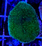 WYSIWYG Green Plating Montipora WorldofReefs.com