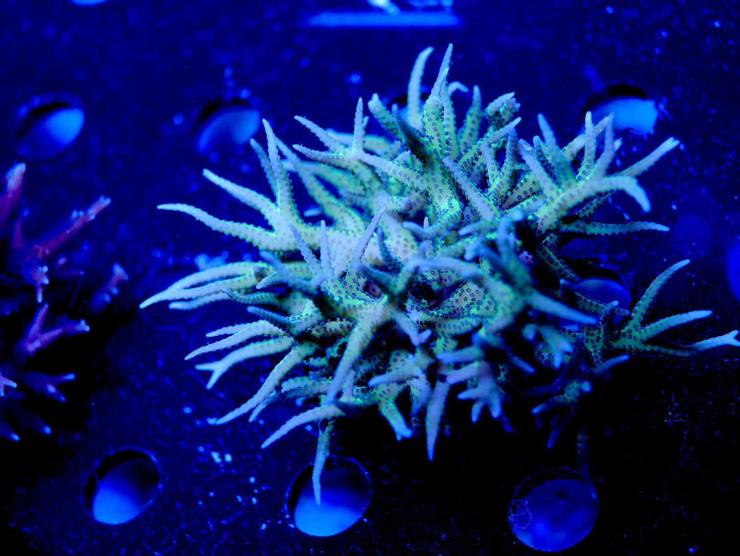 WYSIWYG Green and Blue polyp Birdsnest Seriatopora hystrix WorldofReefs.com