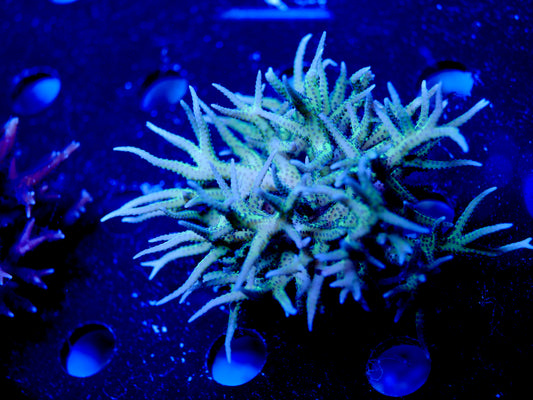 WYSIWYG Green and Blue polyp Birdsnest Seriatopora hystrix WorldofReefs.com