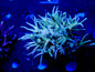 WYSIWYG Green and Blue polyp Birdsnest Seriatopora hystrix WorldofReefs.com