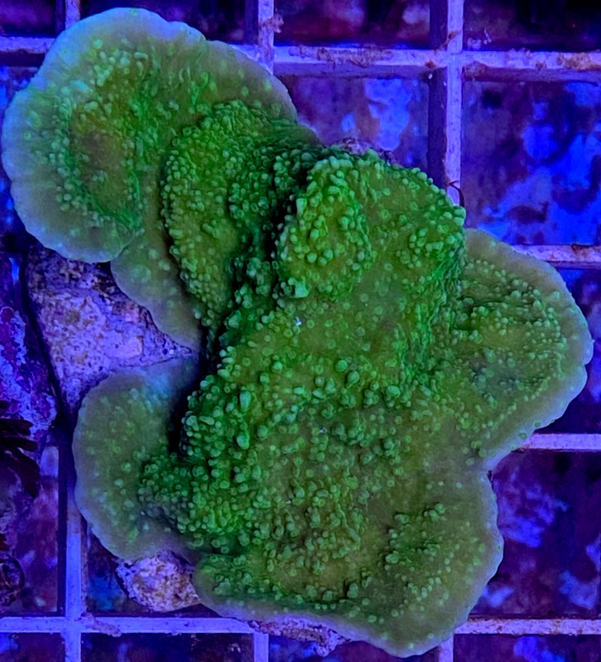 WYSIWYG Green plating Montipora #2 WorldofReefs.com