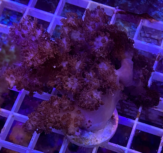 WYSIWYG Kylxum simplex- Colt Coral WorldofReefs.com