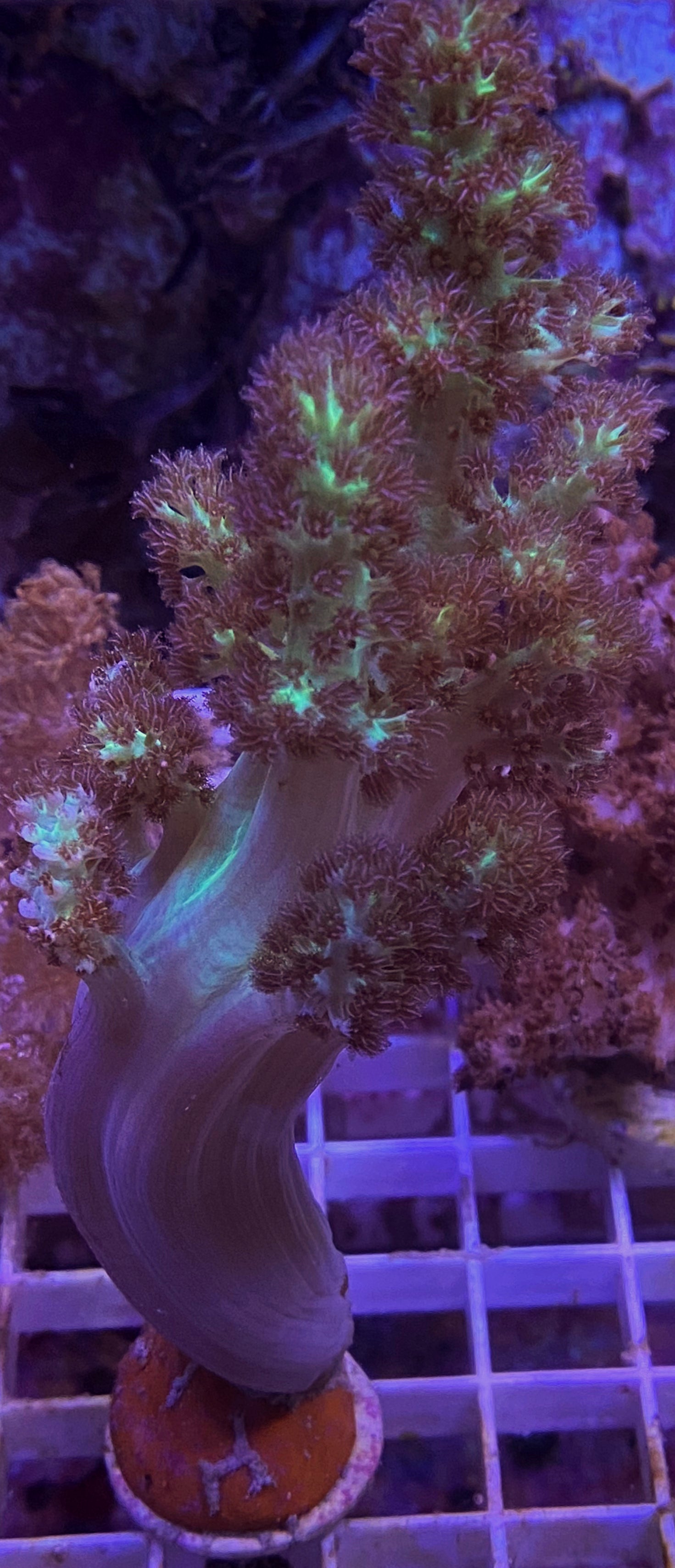 WYSIWYG Large Green Soft Coral WorldofReefs.com