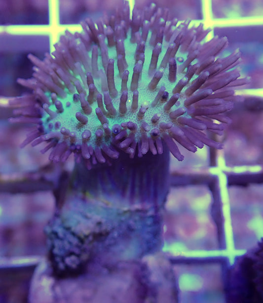 WYSIWYG-Long polyp green sarcophyton. WorldofReefs.com