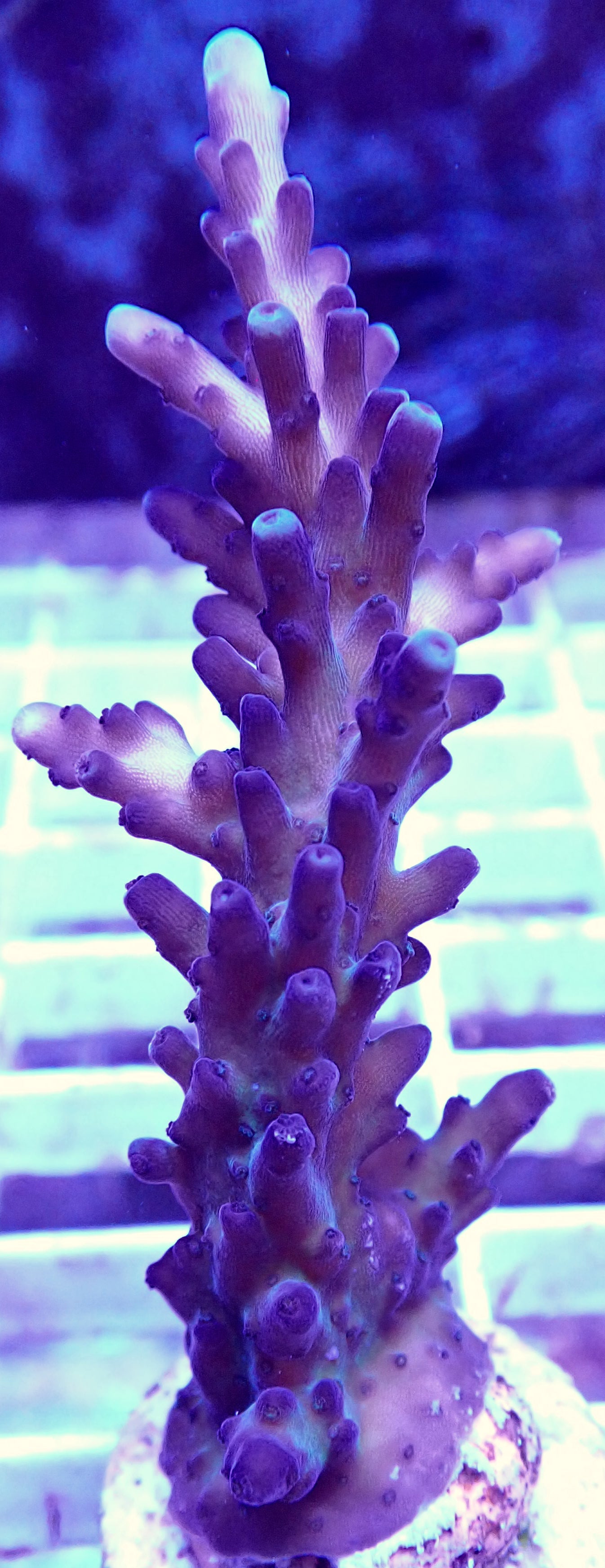 WYSIWYG Medicine Man Acropora WorldofReefs.com