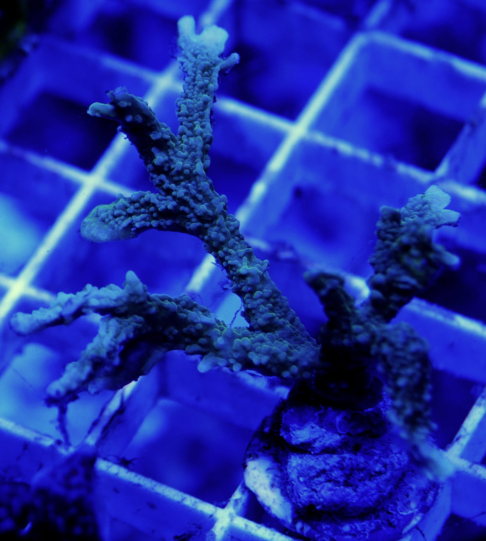 WYSIWYG Montipora 3 Pack WorldofReefs.com