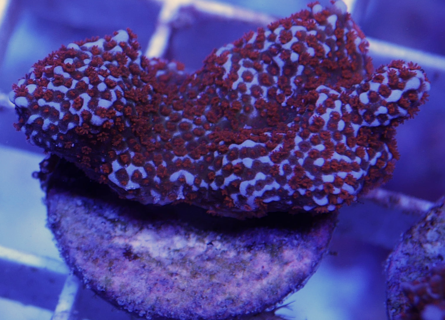 WYSIWYG Montipora 3 Pack WorldofReefs.com