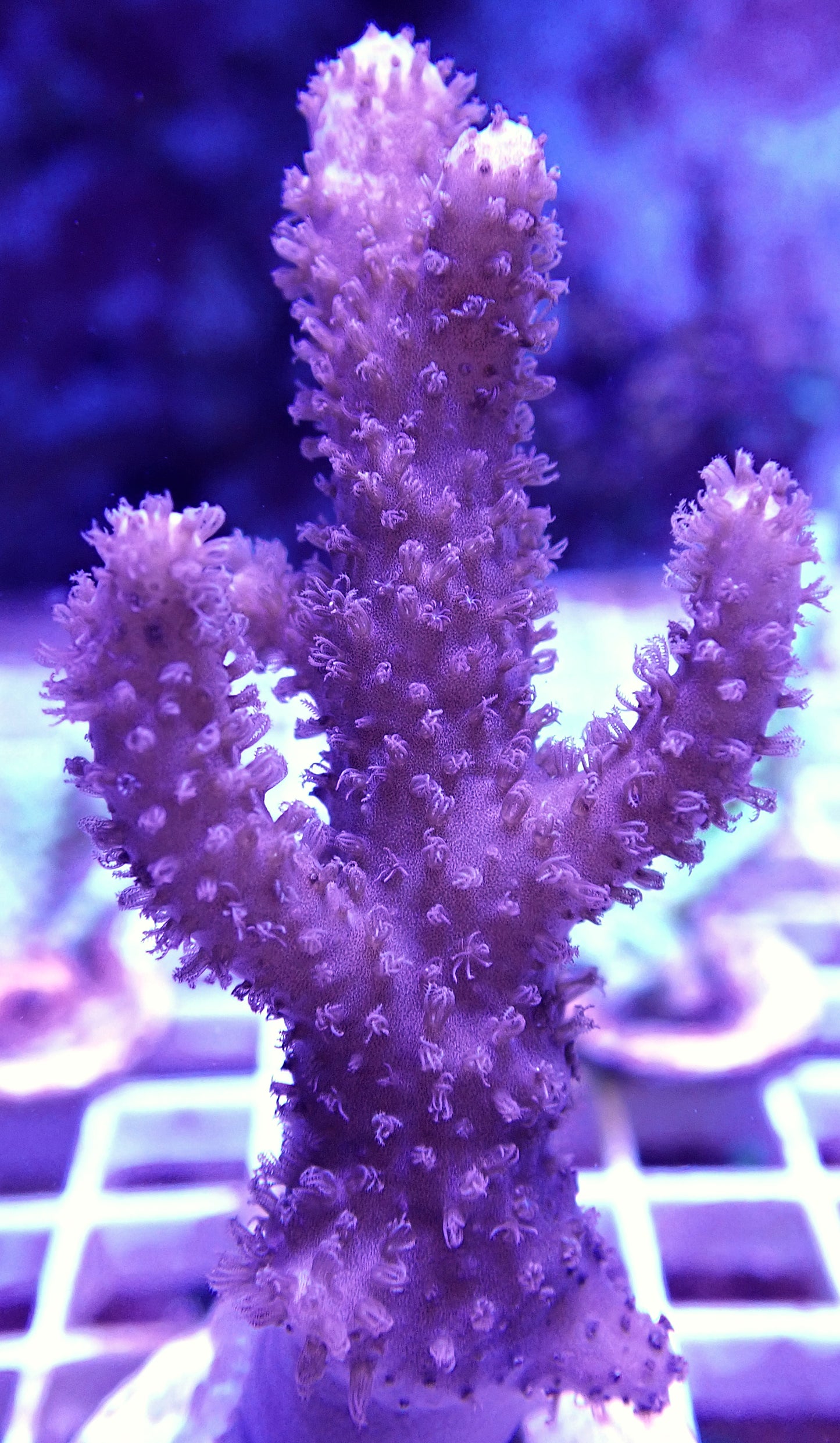 WYSIWYG-Photosynthetic Gorgonian WorldofReefs.com